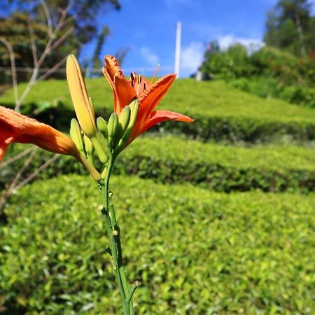 Narra Homestay Maskeliya Экстерьер фото