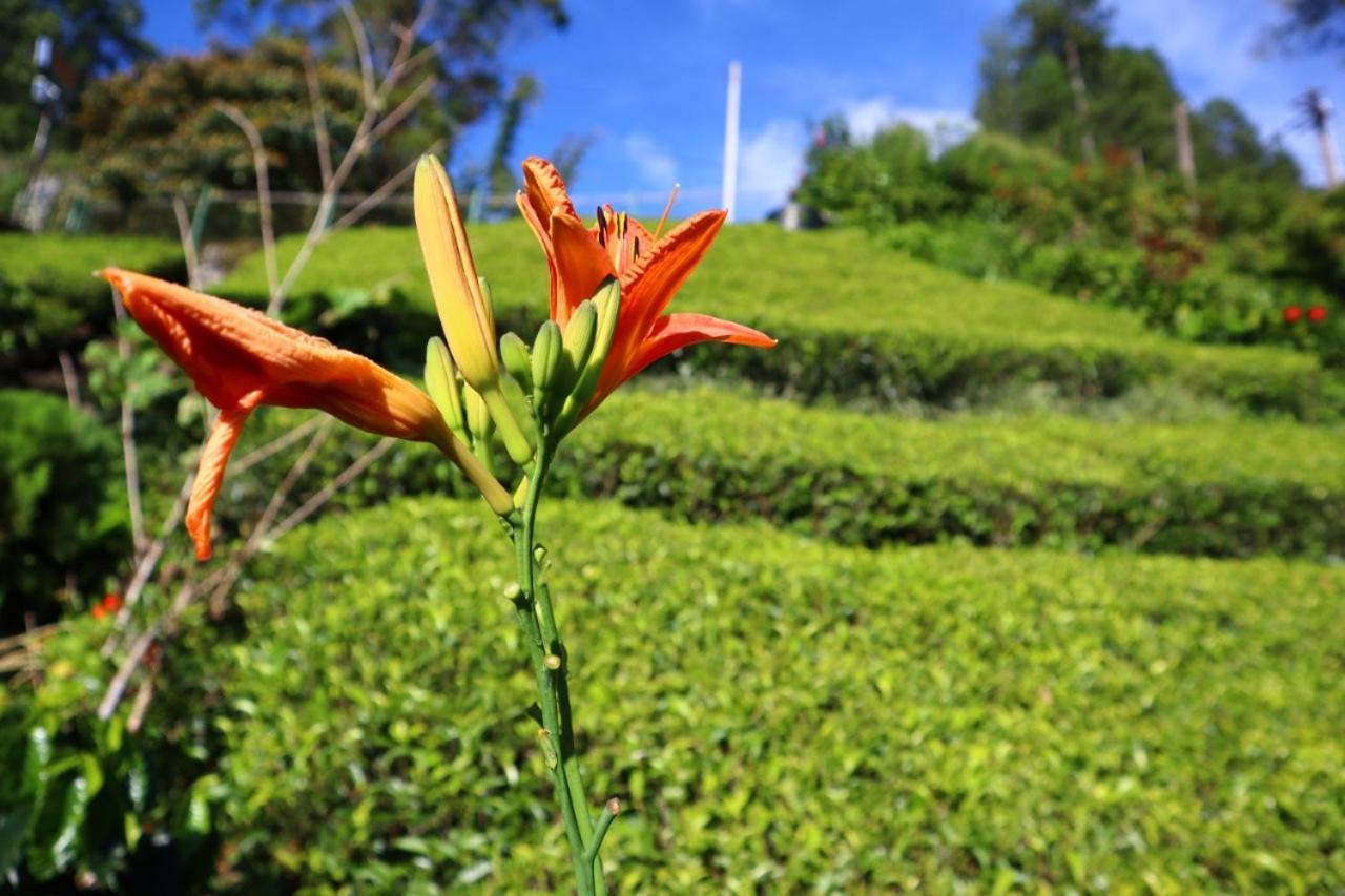 Narra Homestay Maskeliya Экстерьер фото